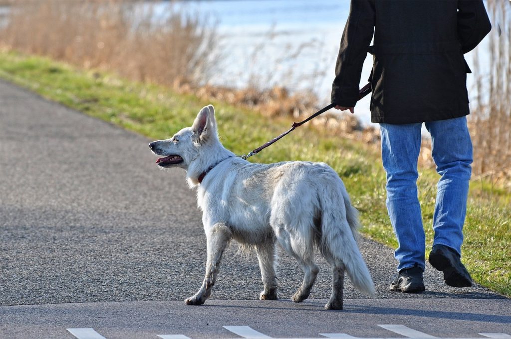 dog, canine, mammal, animal, white dog, pet, leash, man, person, nature, people, walking the dog, leg, foot, road